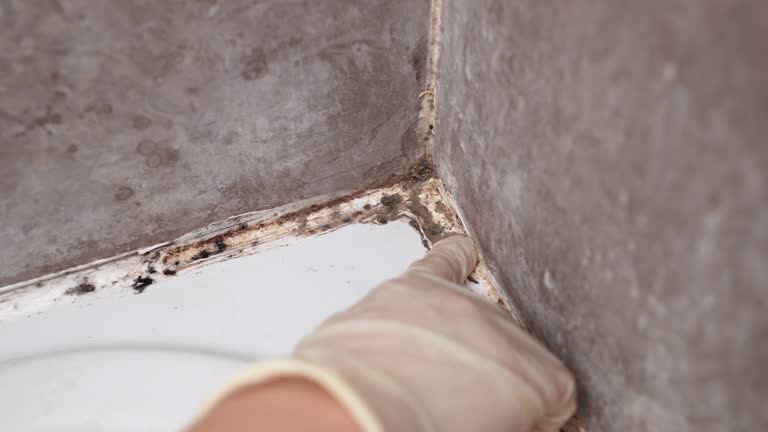 Best Black Mold Removal  in Firthcliffe, NY